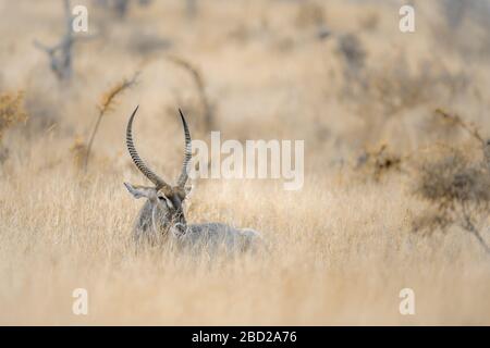 Long horn Common Waterbuck male in the grass savannah in Kruger National park, South Africa ; Specie Kobus ellipsiprymnus family of Bovidae Stock Photo