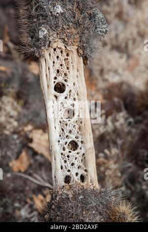 Skeleton of Cholla Cactus photographed in Joshua Tree National Park, California Stock Photo