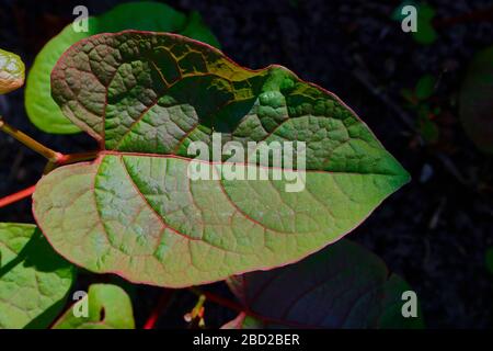 Japanese Knotweed (Reynoutria japonica, Fallopia japonica or Polygonum cuspidatum). Close up leaf
