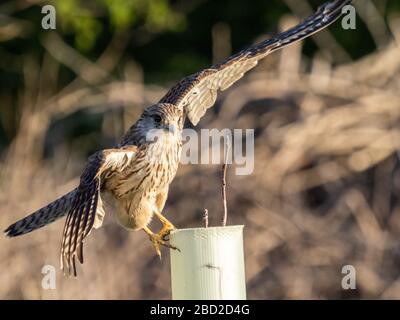 A common kestrel (Falco tinnunculus) in the Beddington Farmlands Nature Reserve, Sutton, London. Stock Photo