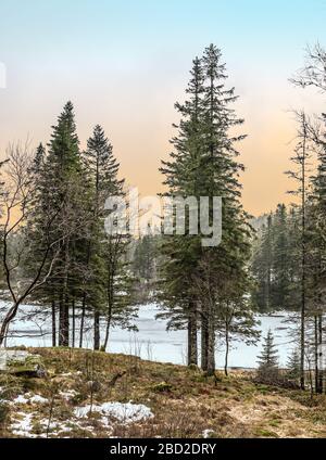 Pine trees in Norwegian forest. Stock Photo