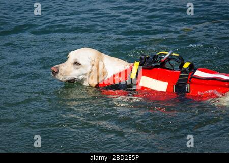 Rescue dogs working with the Italian Coast Guard Stock Photo