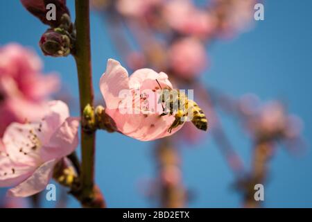honey bee collecting nectar from flower with pollen in springtime, macro Stock Photo