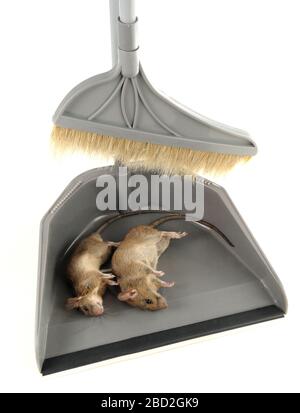 Two dead rats Stock Photo - Alamy