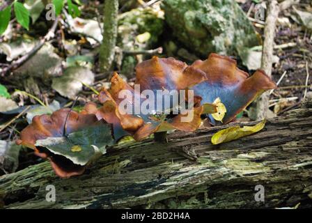 Cup fungus growing on fallen tree in the woods Stock Photo