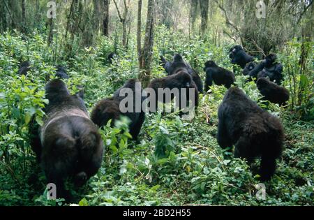 Mountain Gorilla (Gorilla gorilla beringei) group foraging, Volcanoes national Park, Rwanda Stock Photo