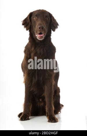 Flat coated retriever isolated on white background Stock Photo