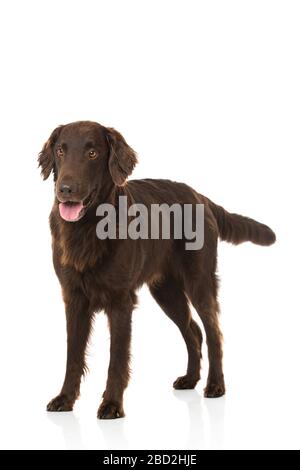 Flat coated retriever isolated on white background Stock Photo