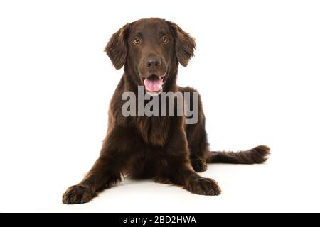Flat coated retriever isolated on white background Stock Photo