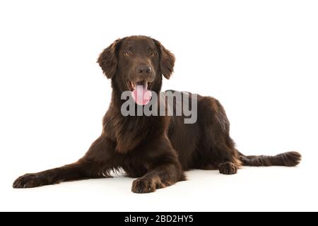 Flat coated retriever isolated on white background Stock Photo