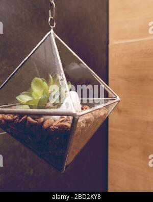 Succulent in a small glass rhombus pot Stock Photo