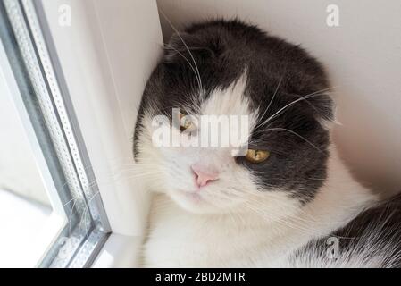 Portrait of a cute sleepy lop-eared cat on the windowsill. Stock Photo