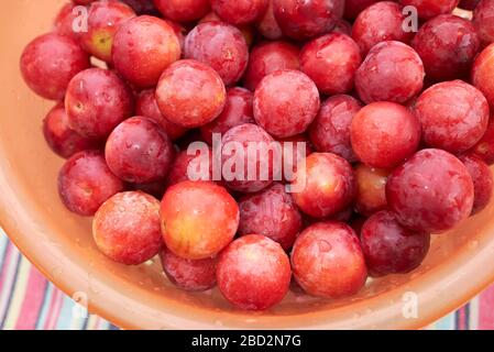 Ripe Cherry plum for marmelade Stock Photo