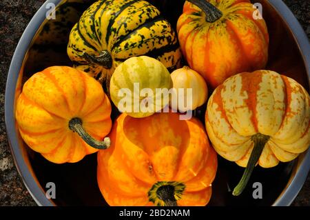 A selection of colourful squashes and gourds grown outdoors in the UK. Frome,Somerset.UK Stock Photo