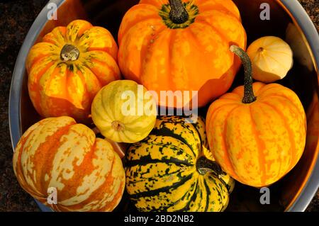 A selection of squashes and gourds grown outdoors in the UK. Frome,Somerset. Stock Photo