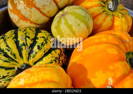 A selection of squashes and gourds grown outdoors in the UK. Frome,Somerset. Stock Photo