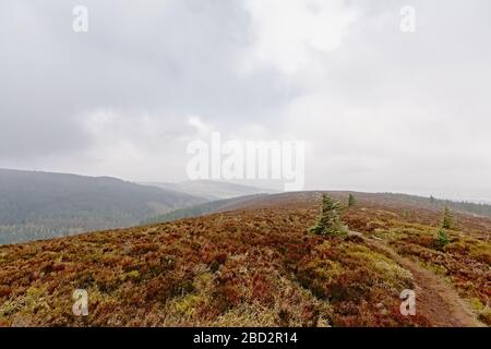 Foggy Ticknock mountain landscape with heathland, Dublin, Ireland Stock Photo