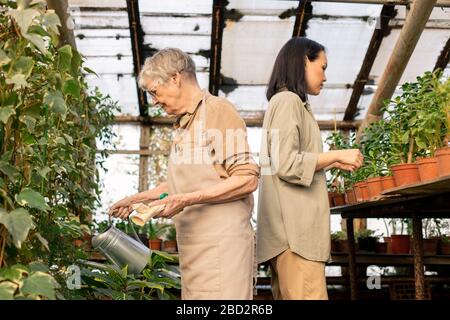 Senior gardener in apron watering plants from can while Asian woman examining leaves of potted plants in greenhouse Stock Photo