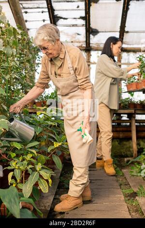 Serious senior woman in glasses holding gloves and watering plants while gardening it in greenhouse Stock Photo