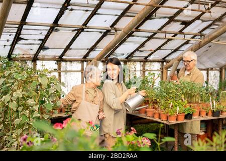 Senior and young employees talking to each other while working with plants in garden center Stock Photo
