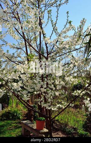 Young cherry tree in bloom Stock Photo