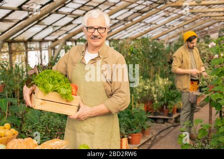 Portrait of smiling handsome senior man in apron standing with box of vegetables in modern greenhouse Stock Photo