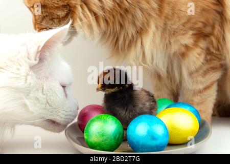 Small black chick with colorful easter eggs on white background. Stock Photo