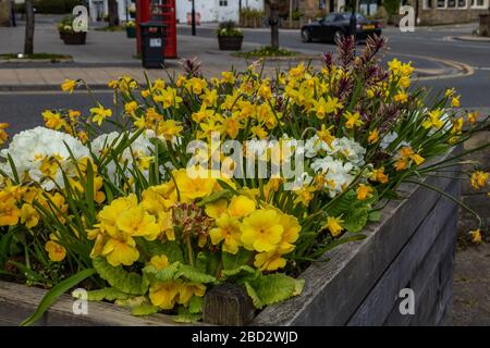 A raised flower bed full of spring flowers in bloom in Baildon, Yorkshire, England. Stock Photo