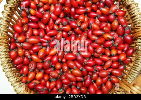 red rose hips in basket . Fresh harvested rose hips in the basket. A basket of red rose hips . Freshly picked rose hips in a basket . Stock Photo