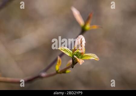 Close shot of small plants in spring at a local recreation area at the lake constance Stock Photo