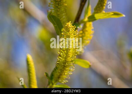 Close shot of small plants in spring at a local recreation area at the lake constance Stock Photo