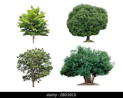 Collection various species large tree isolated on white background Stock Photo