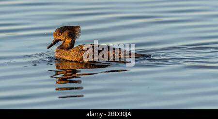 An immature male Hooded Merganser (Lophodytes cucullatus) swimming on top of the water in the Merritt Island National Wildlife Refuge, Florida, USA. Stock Photo