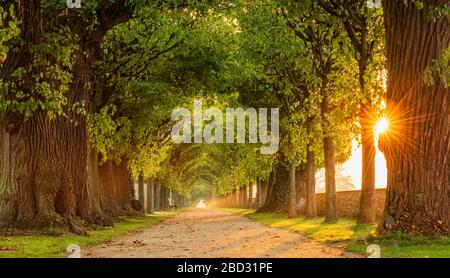 Sun shines through tunnel-like linden avenue, park of Hundisburg Castle, Haldensleben, Saxony-Anhalt, Germany Stock Photo