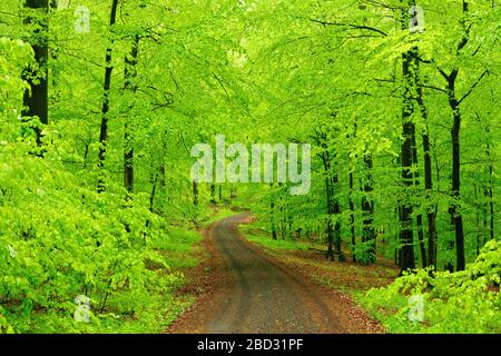 Forest path through natural beech forest in spring, fresh greenery, Steigerwald, Lower Franconia, Bavaria, Germany Stock Photo