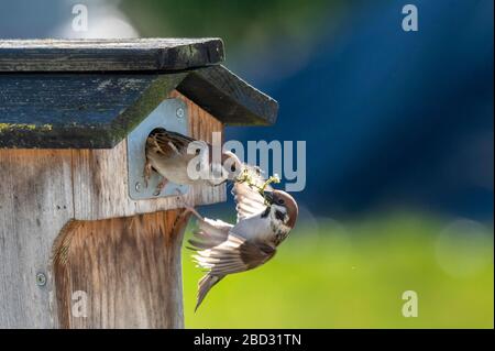 Eurasian tree sparrows (Passer montanus) with nesting material on a nesting box, Hesse, Germany Stock Photo