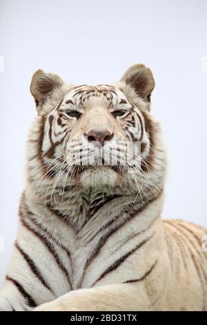 White Bengal tiger (Panthera tigris tigris), light variant, adult, alert, animal portrait, captive, England, United Kingdom Stock Photo