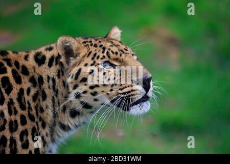 North China leopard (Panthera pardus japonensis), adult, animal portrait, captive, England, United Kingdom Stock Photo