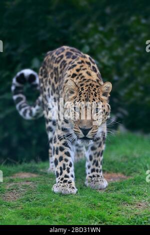 North China leopard (Panthera pardus japonensis), adult, alert, standing, captive, England, United Kingdom Stock Photo