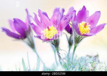 Pasque flowers (Pulsatilla vulgaris), flowering, Rhineland-Palatinate, Germany Stock Photo