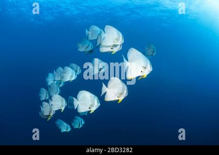 Swarm Longfin Batfish (Platax teira), Red Sea, Sharm el Sheikh, Sinai Peninsula, Egypt Stock Photo