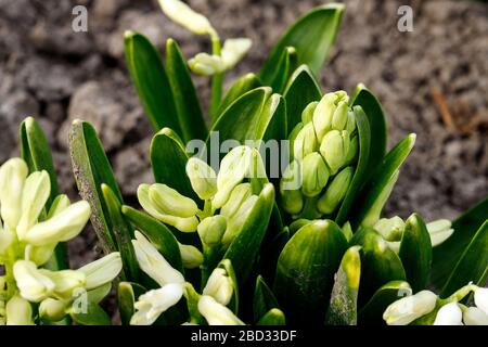 Fresh early spring purple and pink hyacinth bulbs, grown in Land garden , gladiolus and hyacinth. Flowerbed with hyacinths. Spring Soil Stock Photo