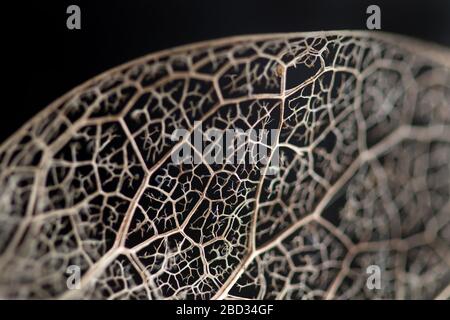 Delicate skeleton frame of a decomposed holly leaf showing skeletal veins left behind after the leaf has decomposed Stock Photo