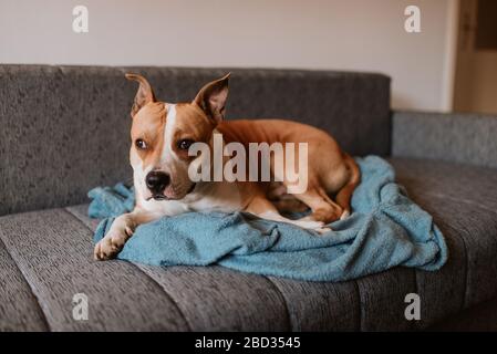 A beautiful brown dog breed american staffordshire terrier lies on a blue blanket on the bed Stock Photo