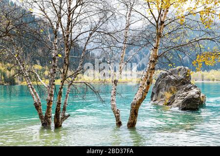 Birch in clean water in autumn against the background of mountainous terrain. Stock Photo