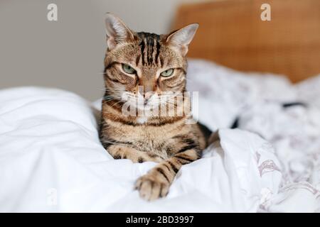 Beautiful pet cat lying on bed in bedroom at home looking at camera. Relaxing fluffy hairy striped domestic animal with green eyes. Adorable furry kit Stock Photo