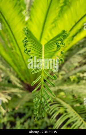 Fresh young green fern leaves close-up Stock Photo
