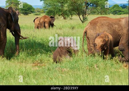 Young elephant calf wrestling and playing in high spirits Stock Photo