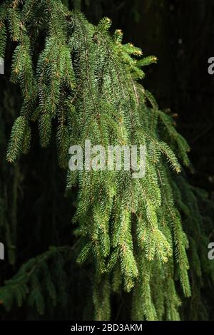 Spruce branches close-up on a black background. Stock Photo