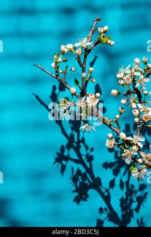 Shadow of tree through the blinds Stock Photo
